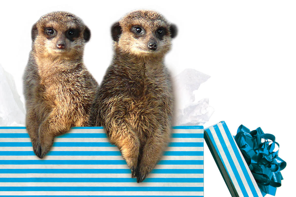 Freude schenken: Gutschen und Futterpatenschaften im Bergzoo