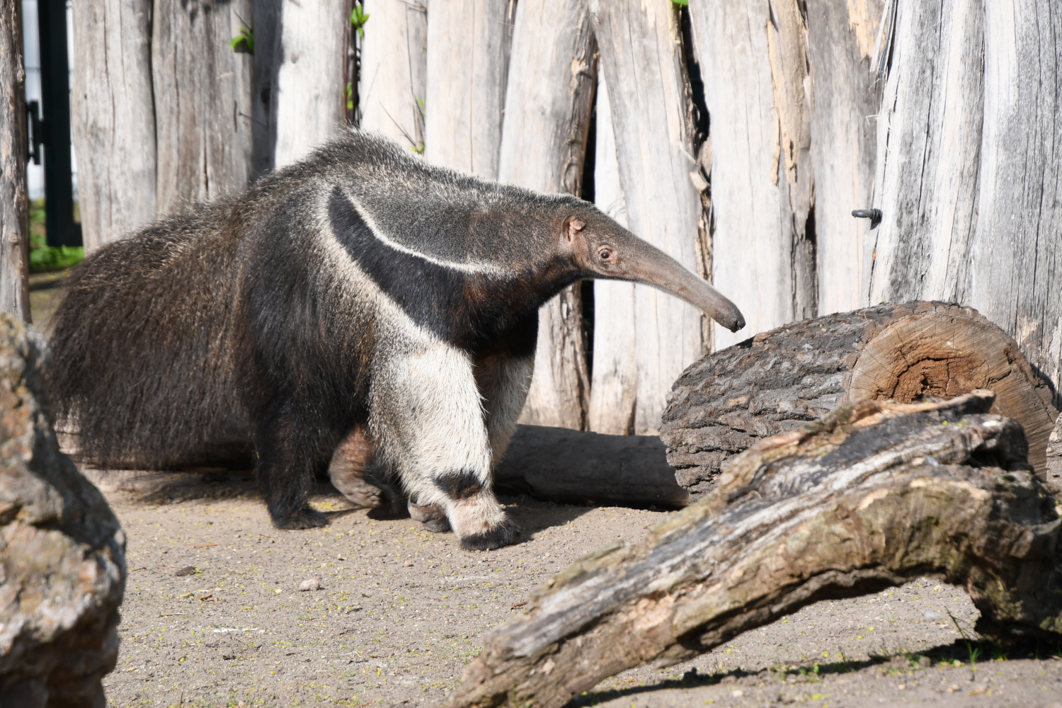 Zoo Halle: Ameisenbär