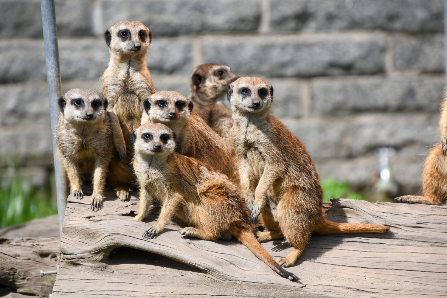 Zoo Halle: Erdmännchen