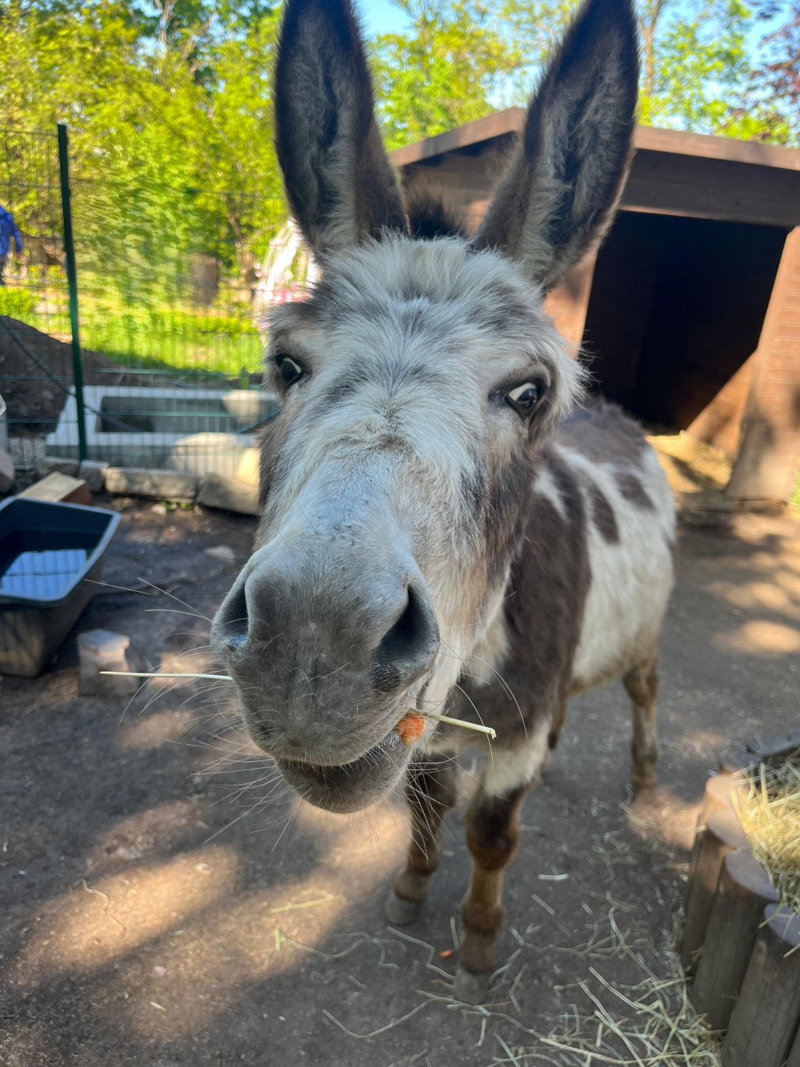 Zoo Halle: Esel
