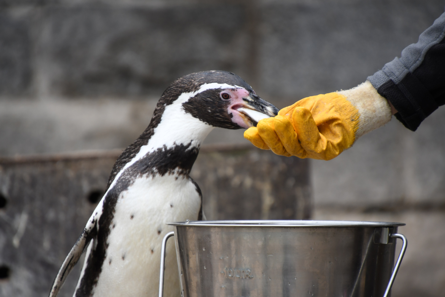 Zoo Halle: Pinguin