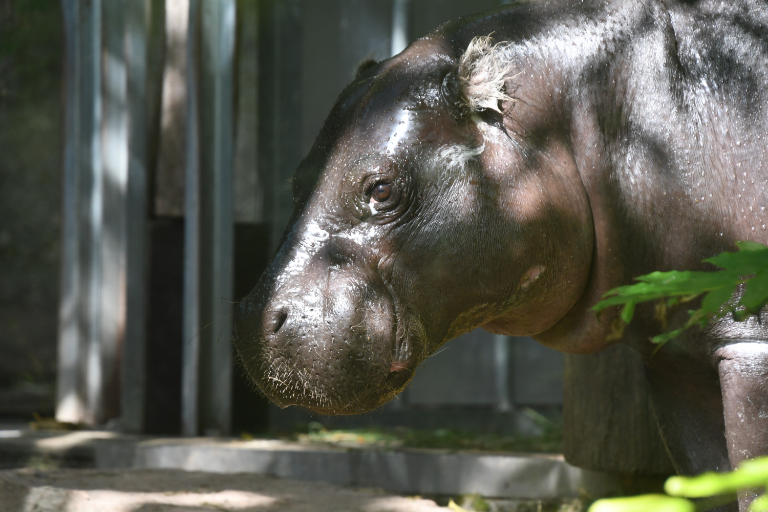 Zoo Halle: Zwergflusspferd