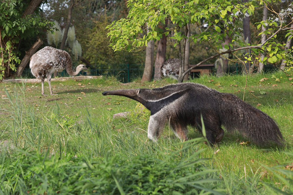 Tierwärter auf Zeit: Ameisenbäranlage