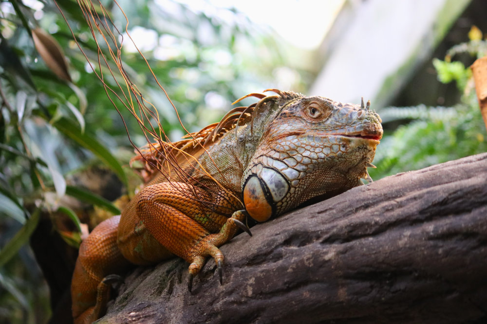 Tierwärter auf Zeit: Regenwaldhaus