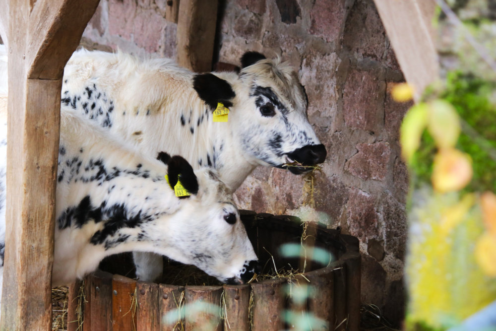 Tierwärter auf Zeit: Reilsalm