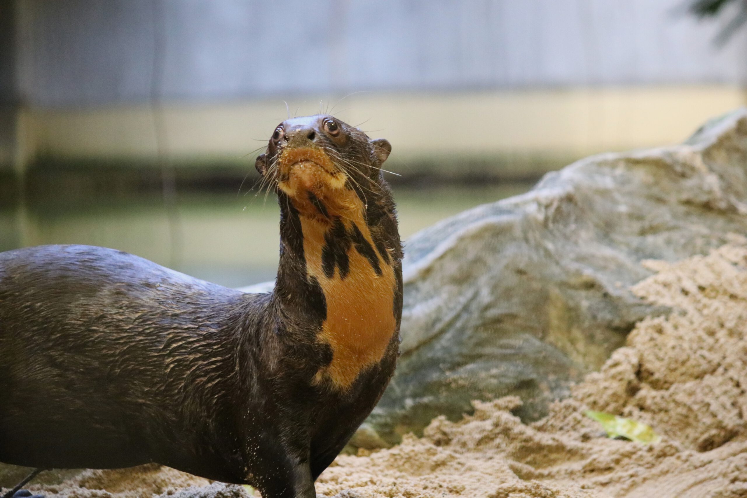 Zoo Halle: Riesenotter