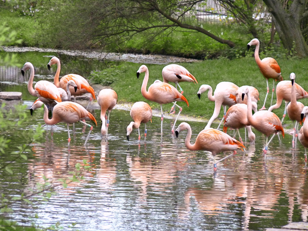 Bergzoo Halle: Flamingos