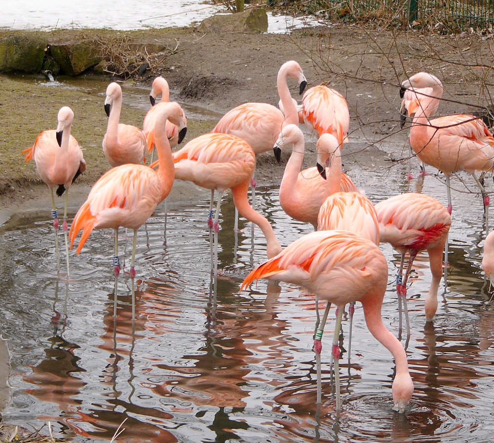 Bergzoo Halle: Flamingos