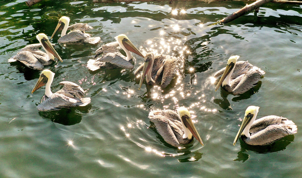 Bergzoo Halle: Pelikane