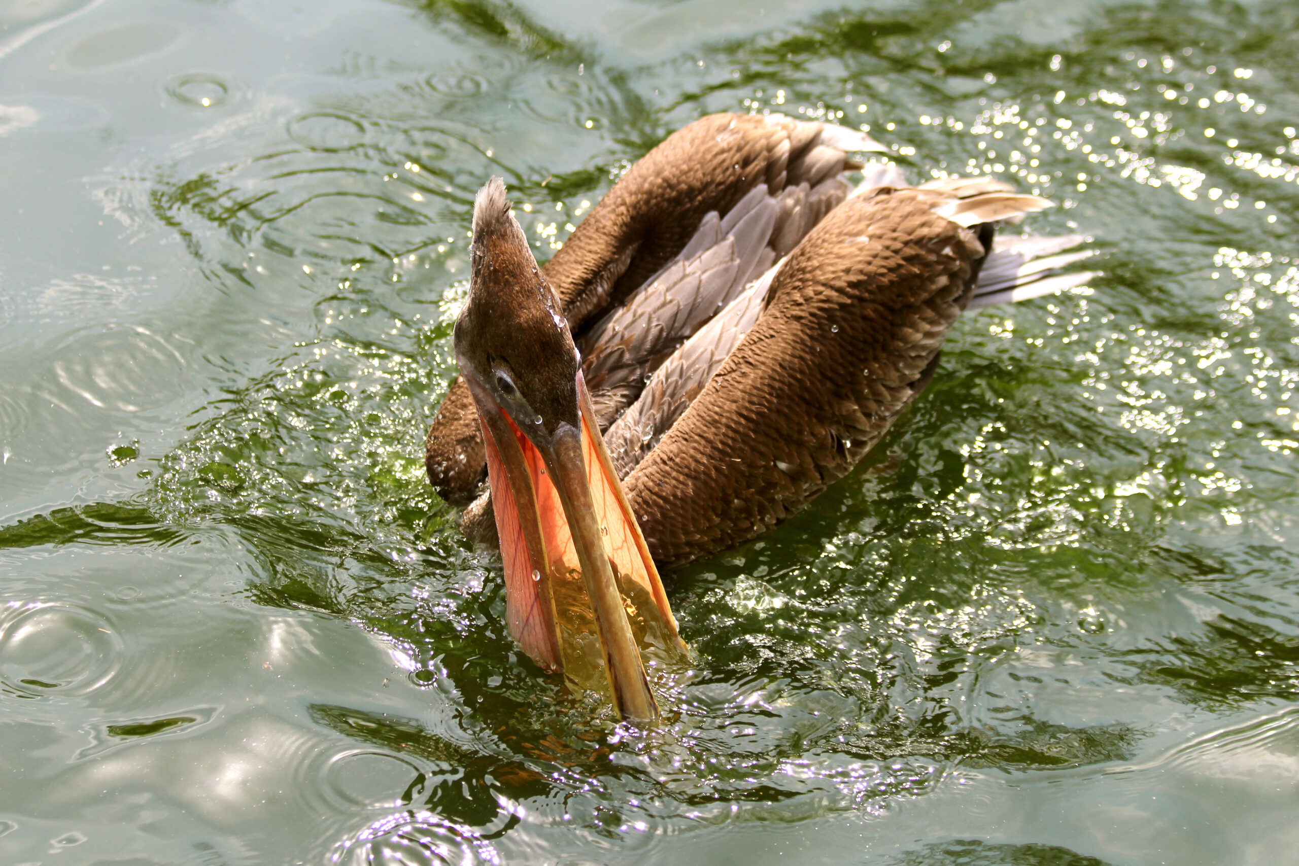 Bergzoo Halle: Pelikane