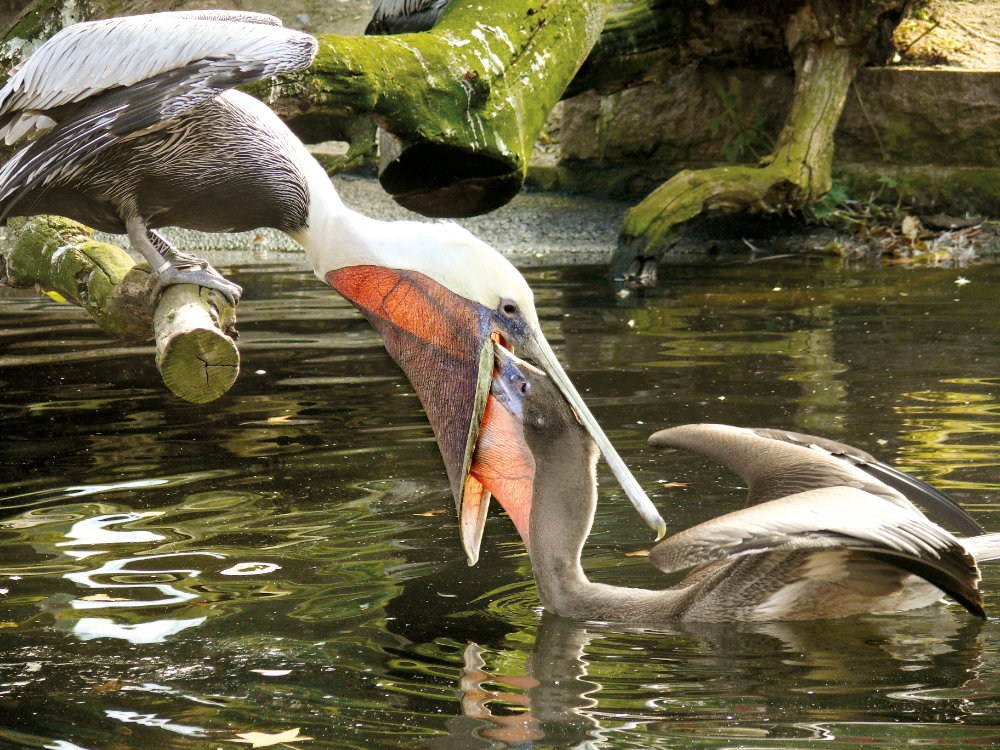 Bergzoo Halle: Pelikane