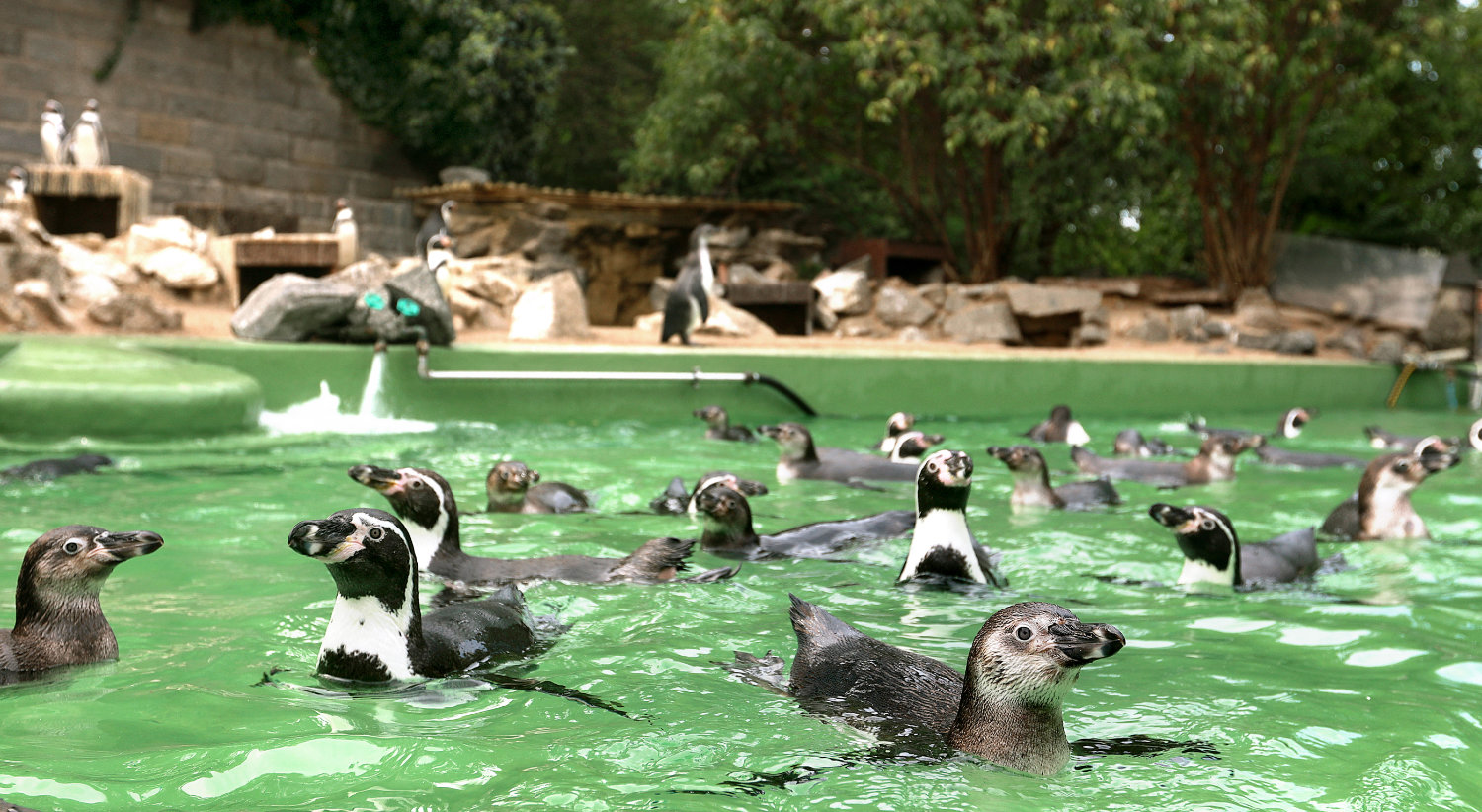 Bergzoo Halle: Pinguine