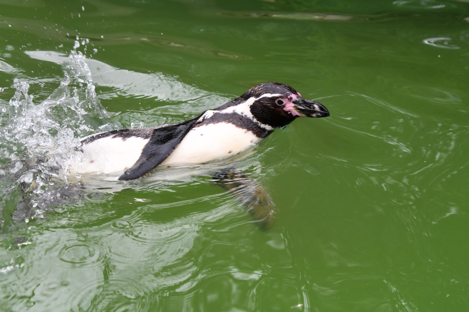 Bergzoo Halle: Pinguin