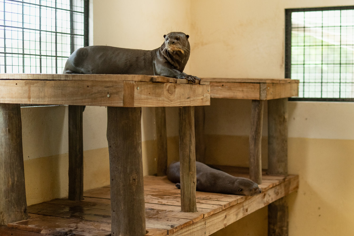 Riesenotter im Stall