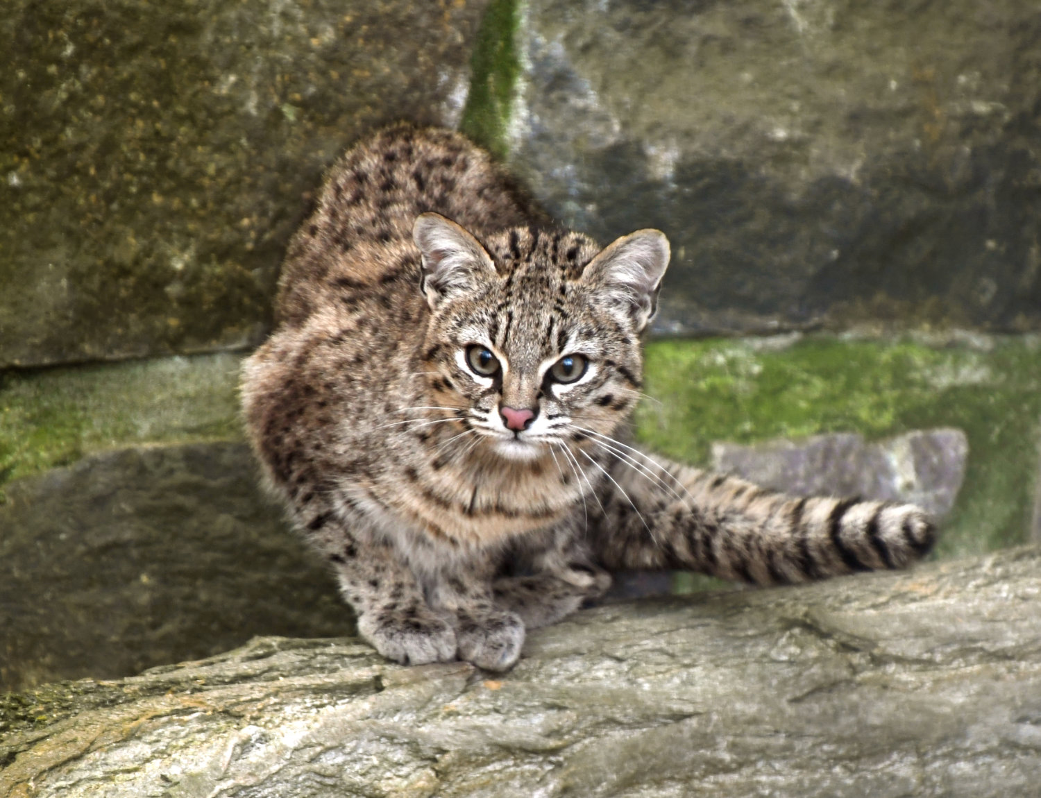Bergzoo Halle: Salzkatze