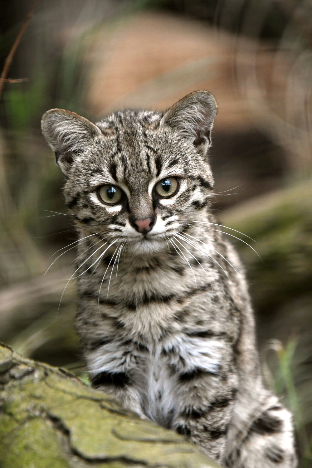 Bergzoo Halle: Salzkatze