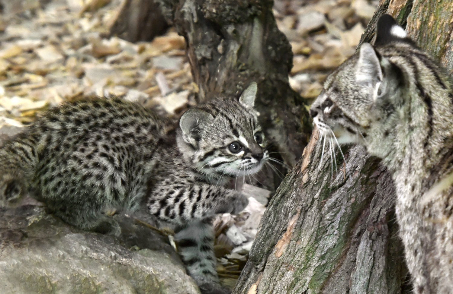 Bergzoo Halle: Salzkatze