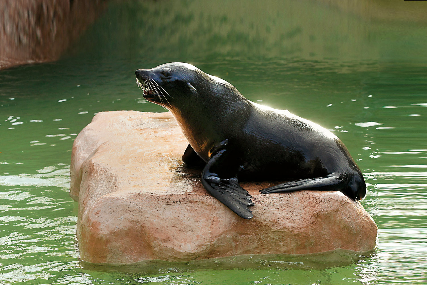 Bergzoo Halle: Seebär
