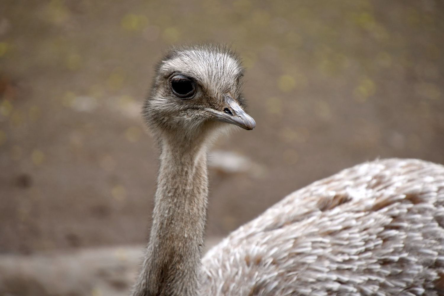 Bergzoo Halle: Darwin Nandu