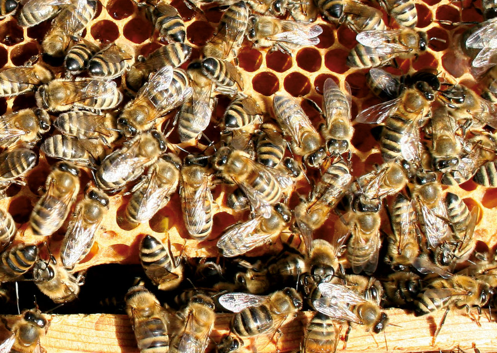 Bergzoo Halle: Bienen