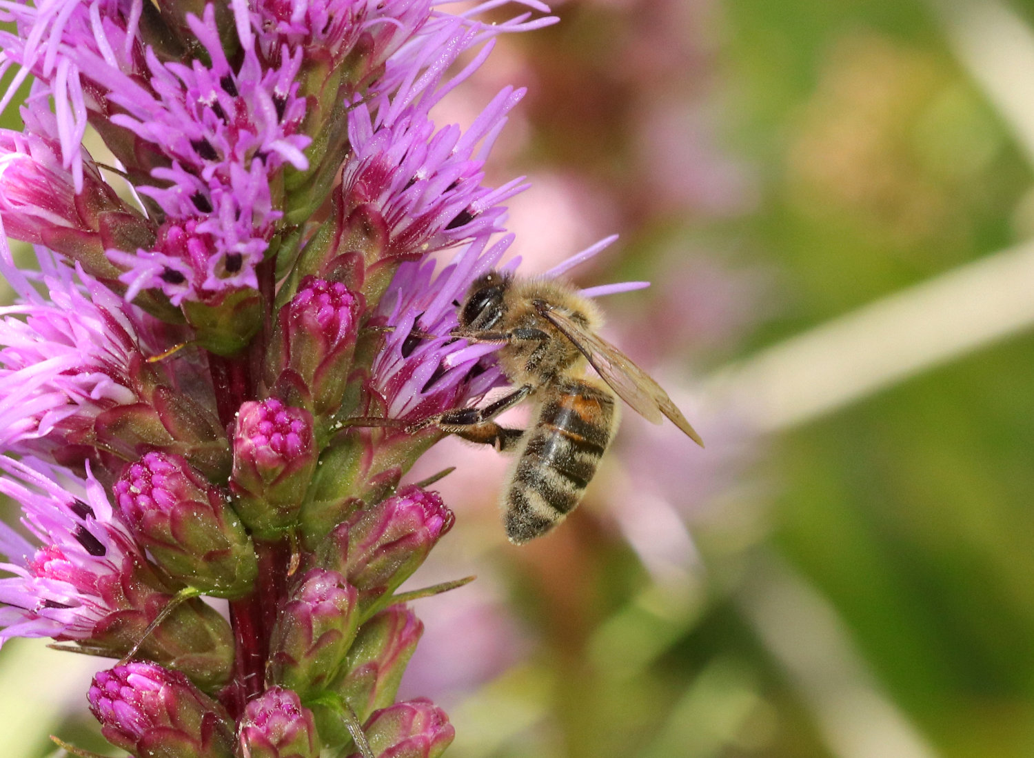 Bergzoo Halle: Bienen