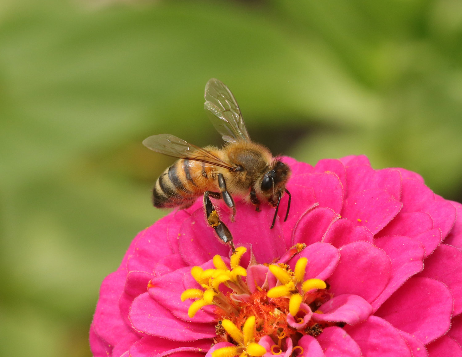 Bergzoo Halle: Bienen