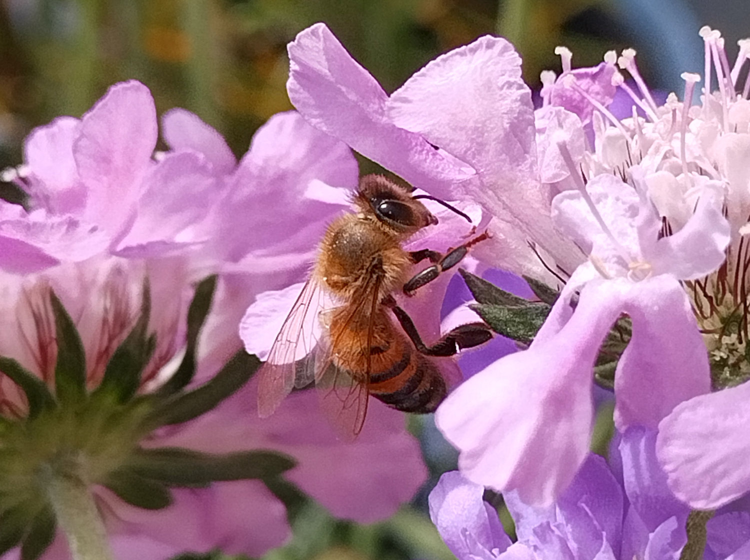 Bergzoo Halle: Bienen