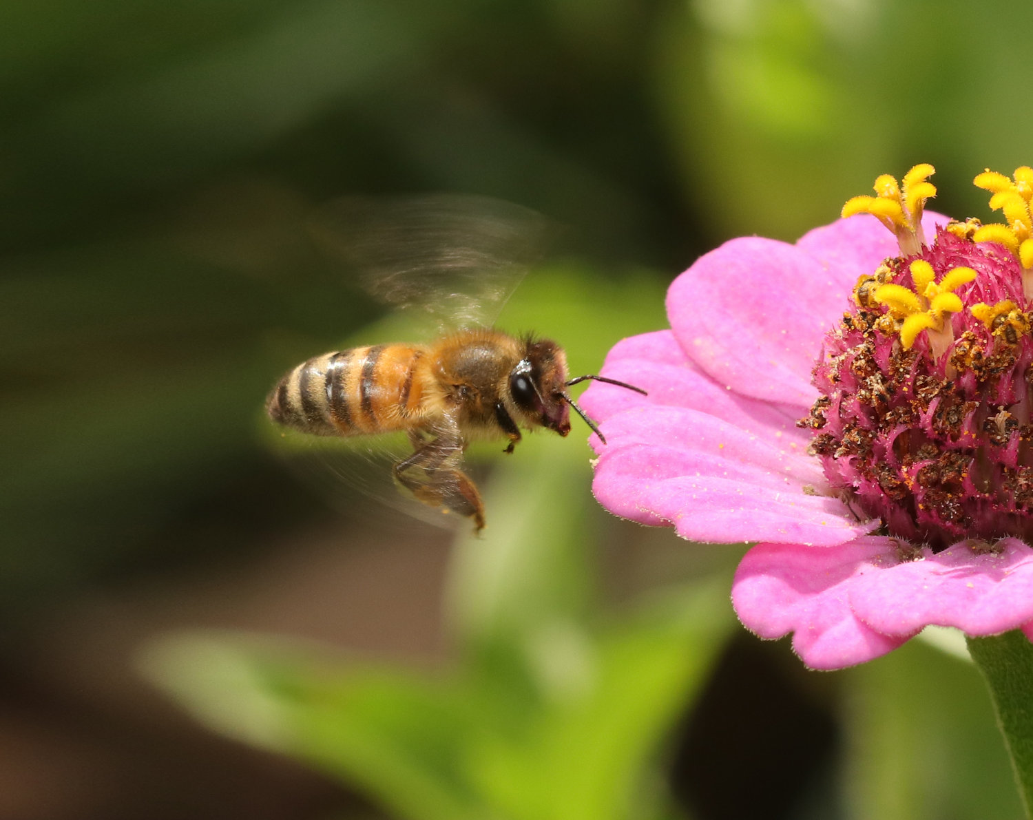 Bergzoo Halle: Bienen