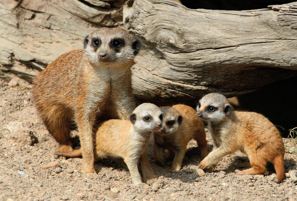 Erdmännchen mit Jungen im Bergzoo Halle