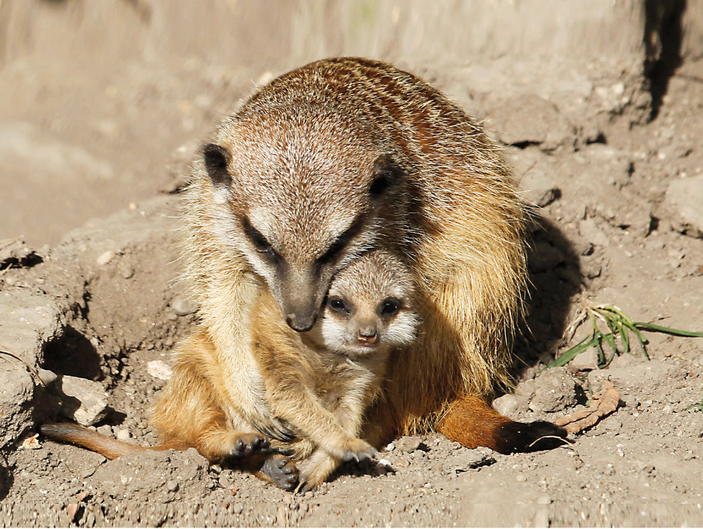 Bergzoo Halle: Erdmännchen