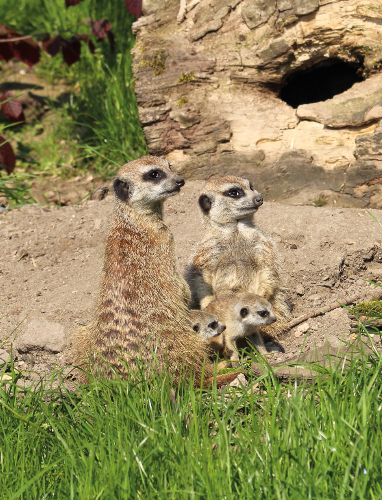 Bergzoo Halle: Erdmännchen