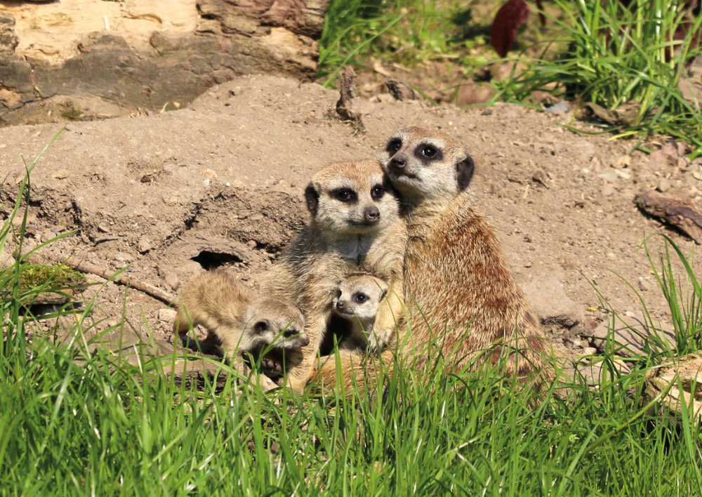 Bergzoo Halle: Erdmännchen