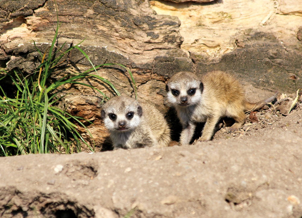 Bergzoo Halle: Erdmännchen