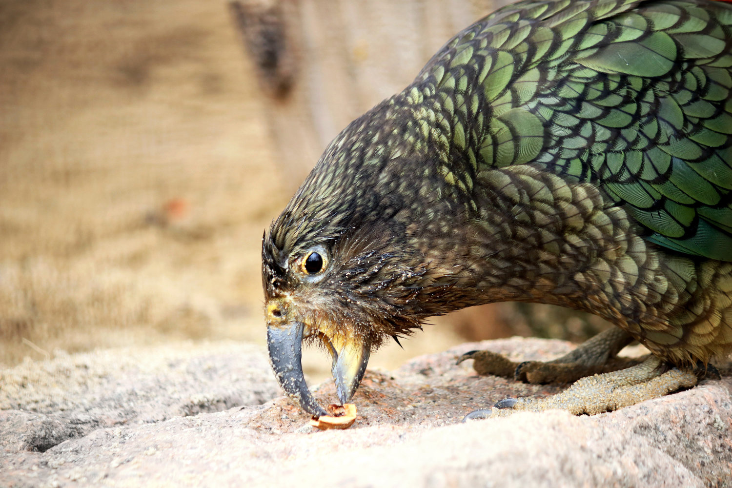 Bergzoo Halle: Kea