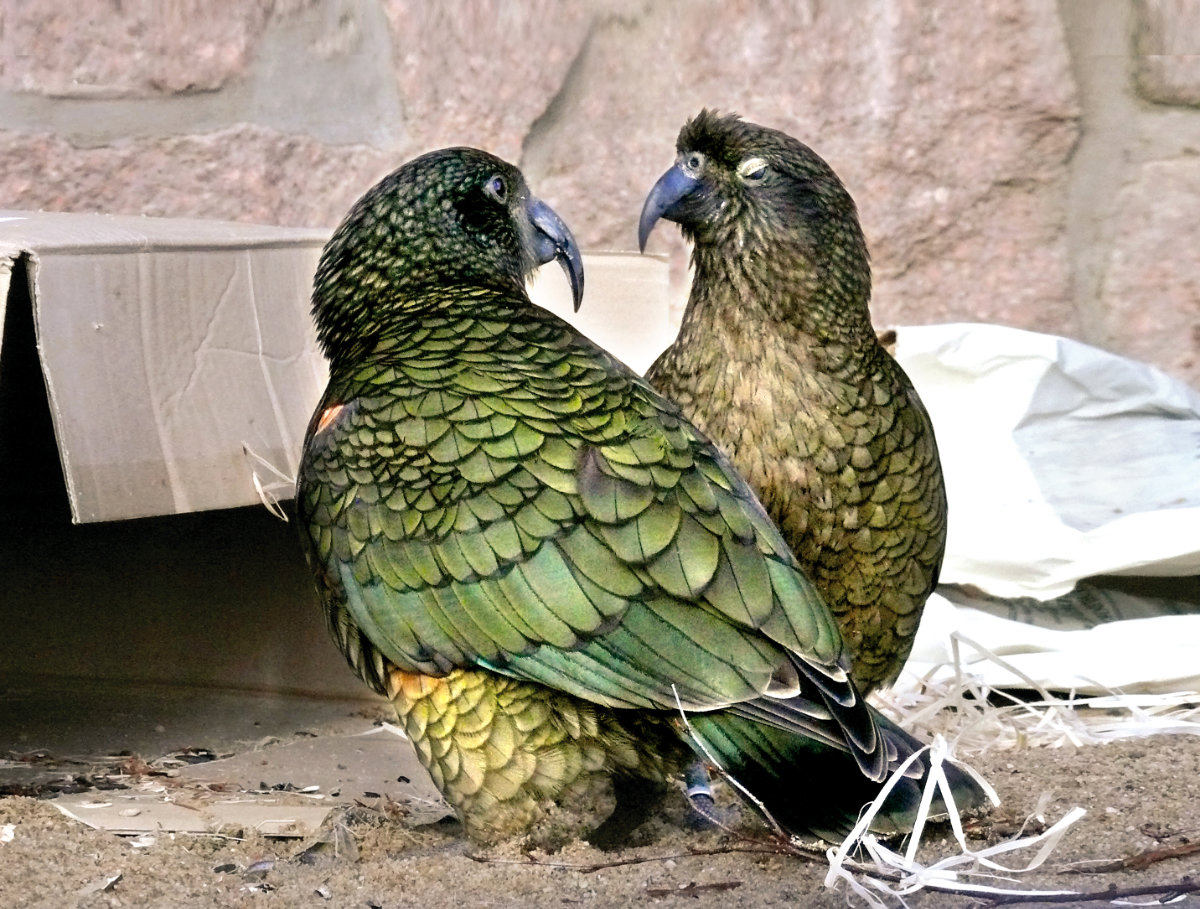 Bergzoo Halle: Keas