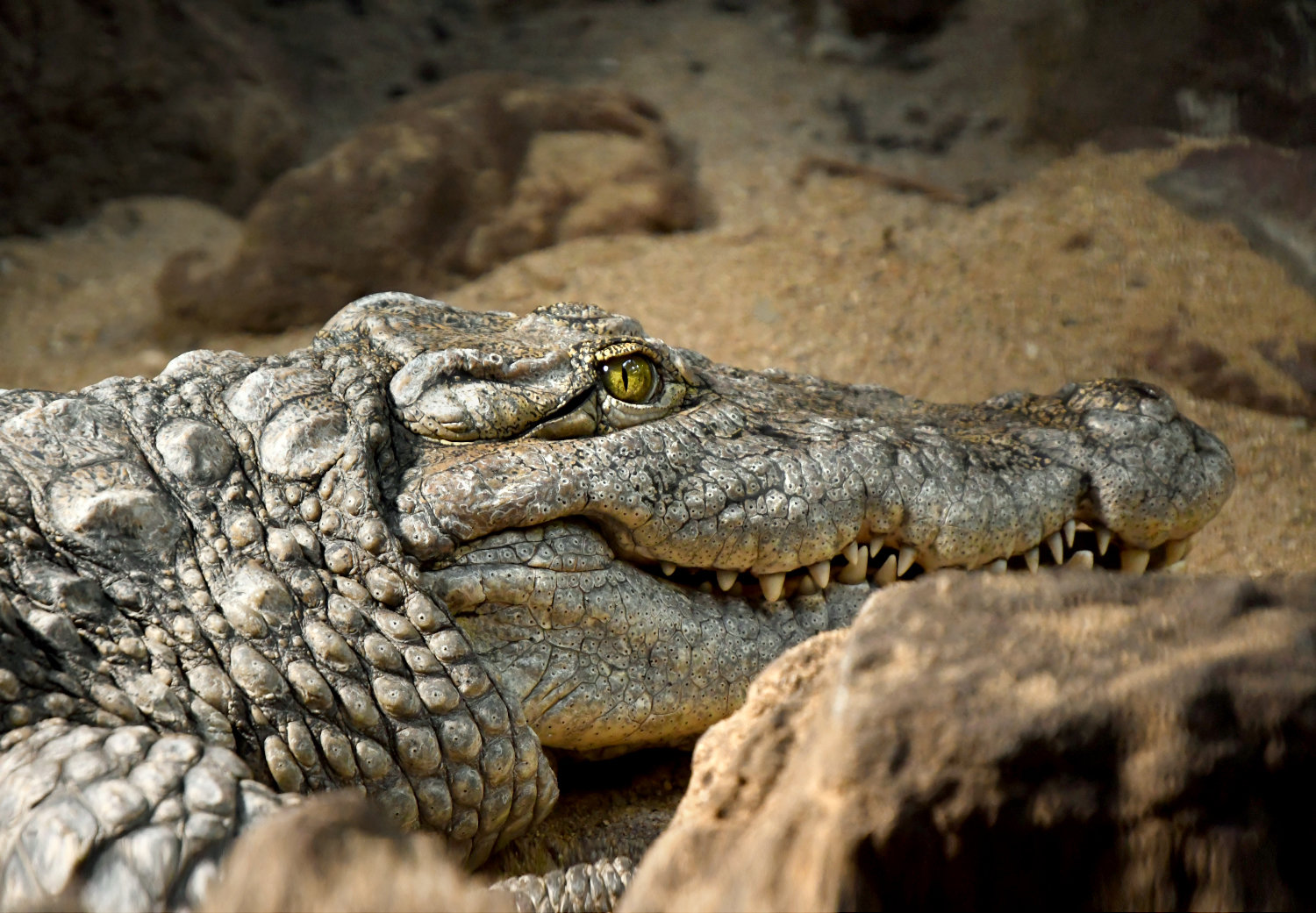 Bergzoo Halle: Krokodil