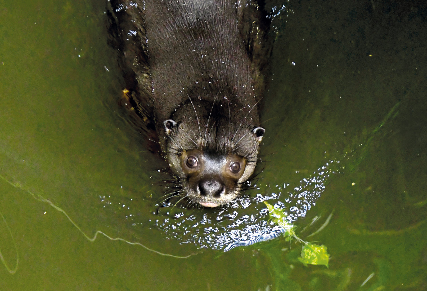 Bergzoo Halle: Riesenotter