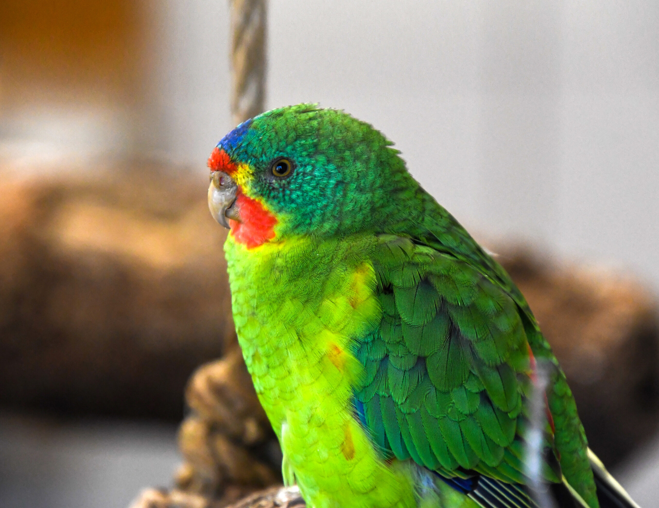 Bergzoo Halle: Schwalbensittich in der Australienvoliere
