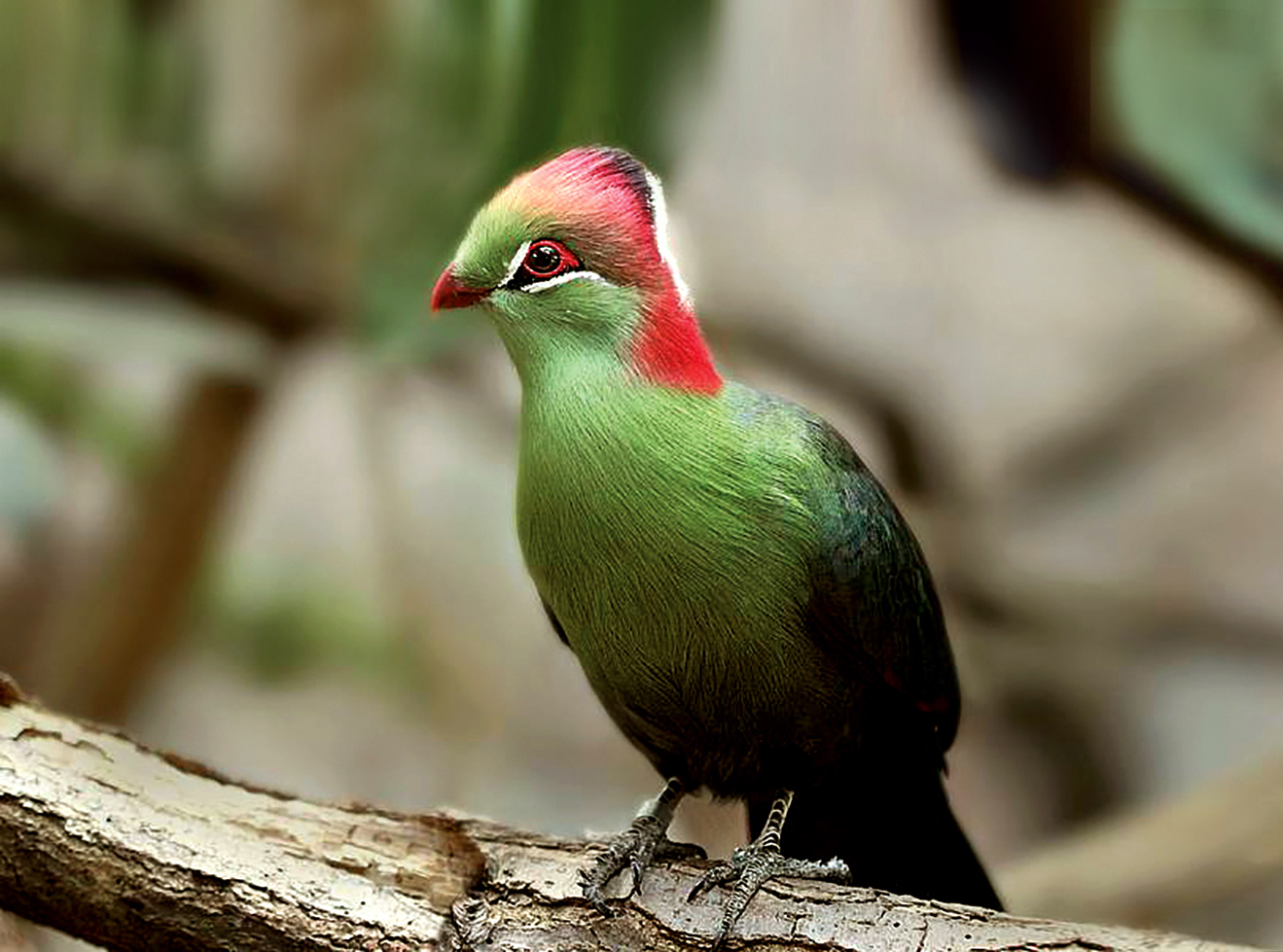 Bergzoo Halle: Fischerturako