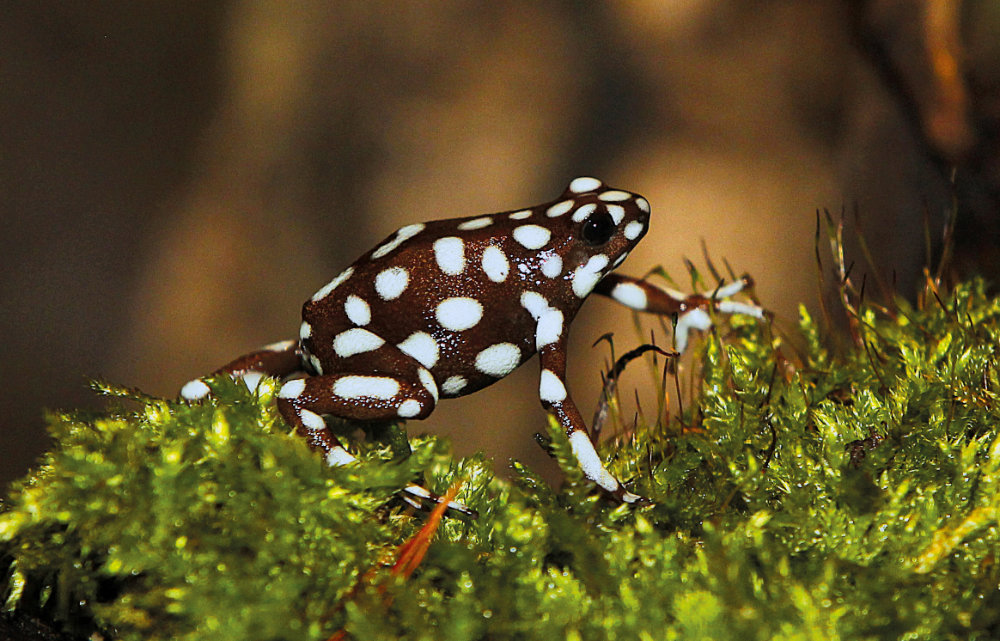 Bergzoo Halle: Schokoladenfrosch