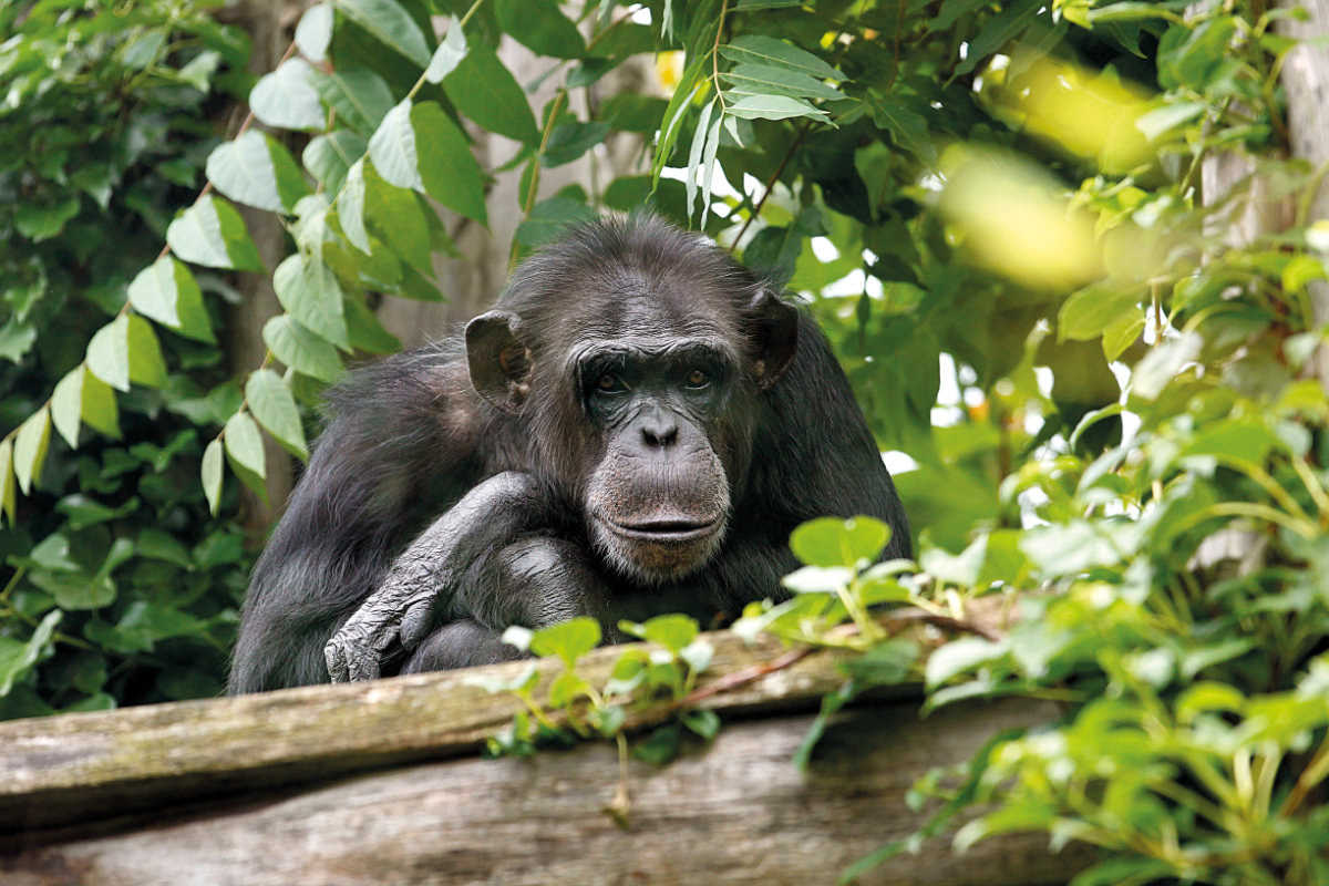 Bergzoo Halle: Schimpanse