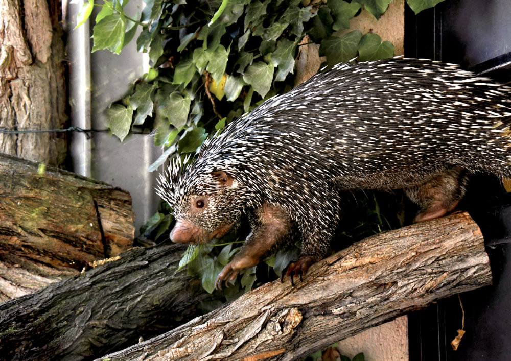 Bergzoo Halle: Greifstachler