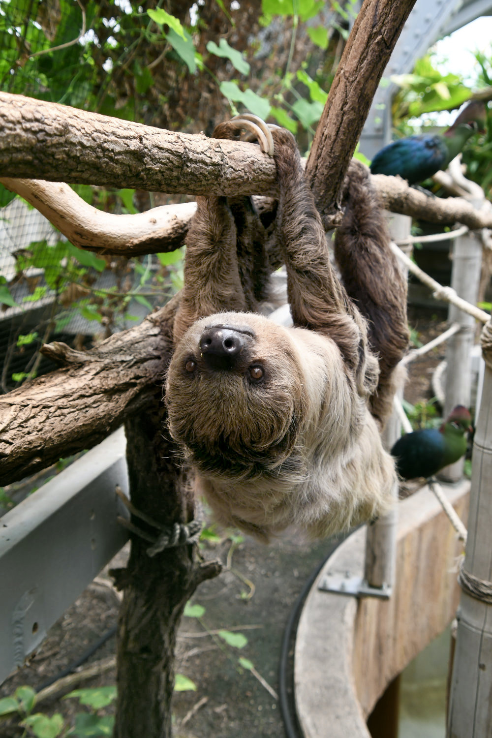 Bergzoo Halle: Faultier