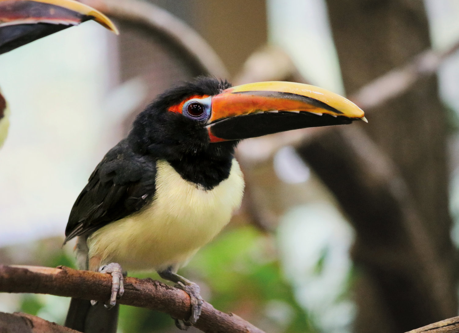 Bergzoo Halle: Arassari
