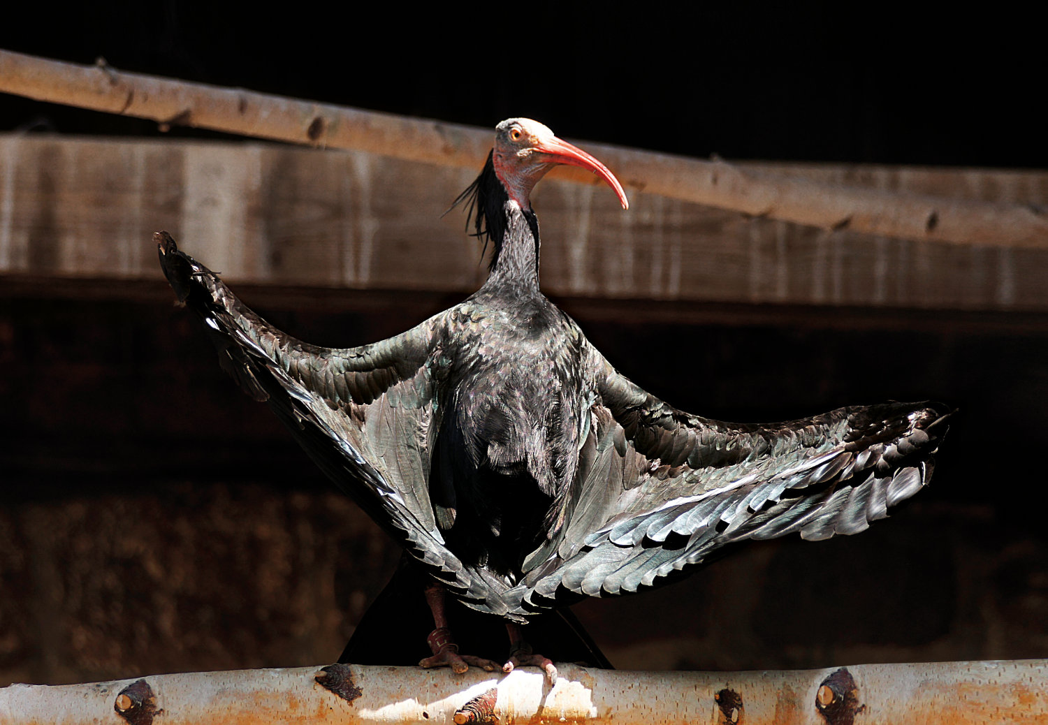 Bergzoo Halle: Waldrapp
