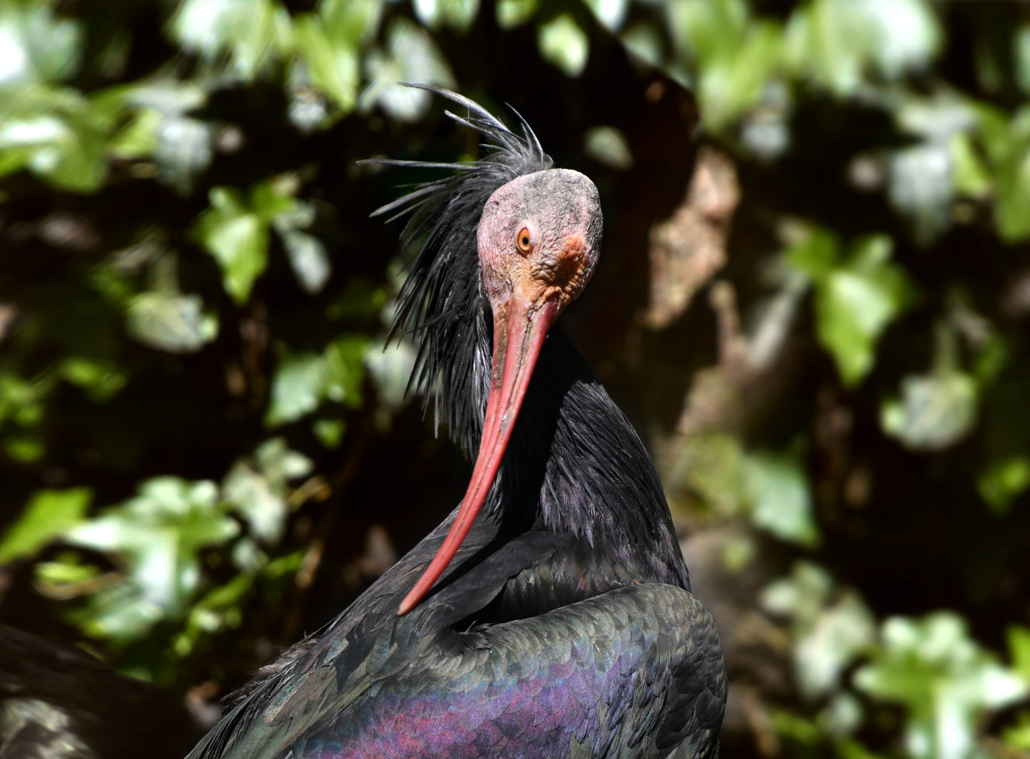 Bergzoo Halle: Waldrapp