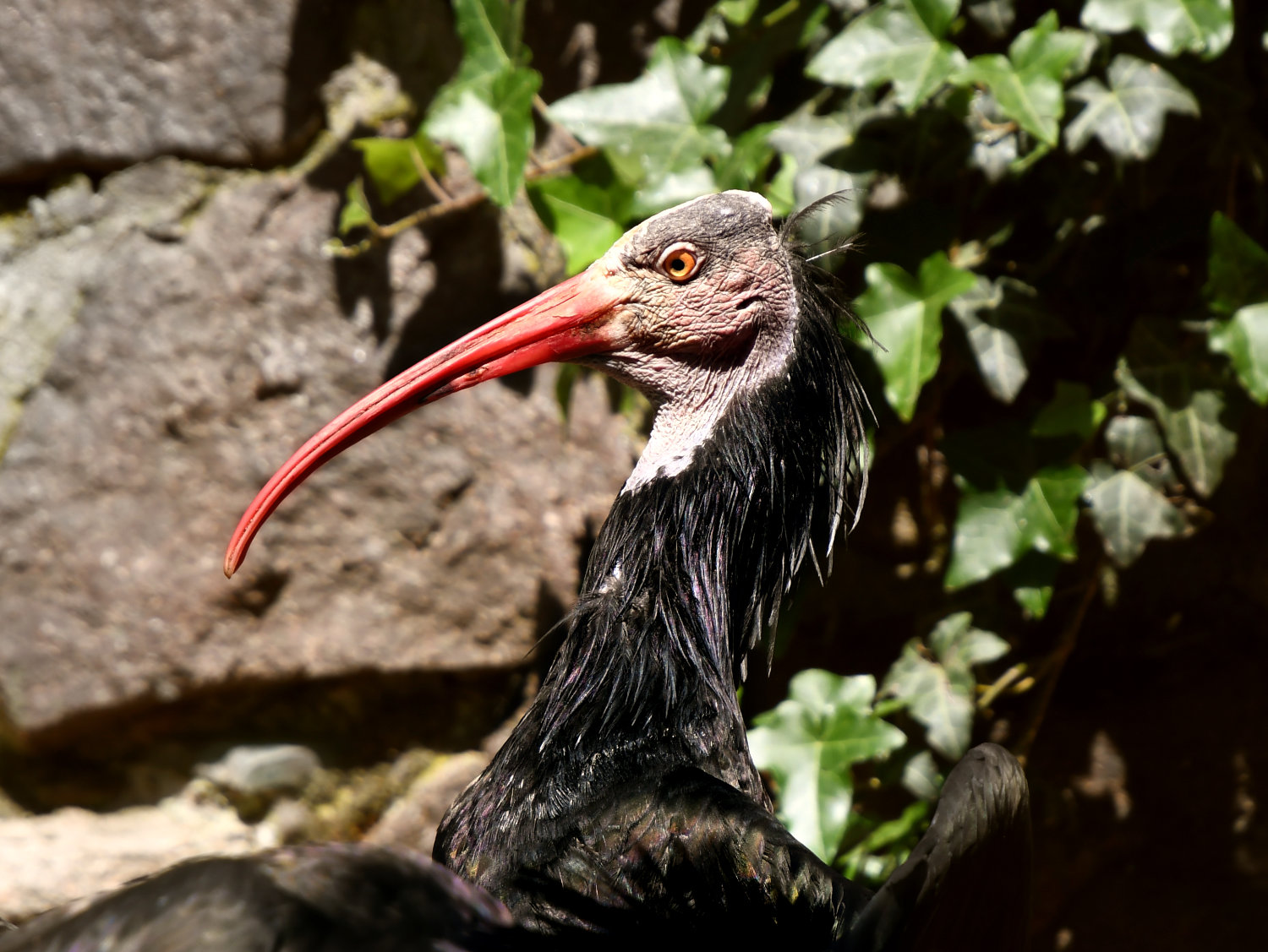 Bergzoo Halle: Waldrapp