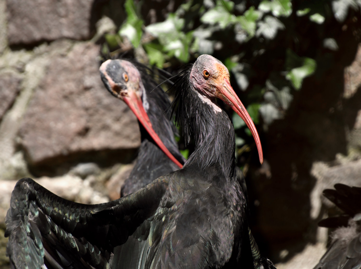 Bergzoo Halle: Waldrapp
