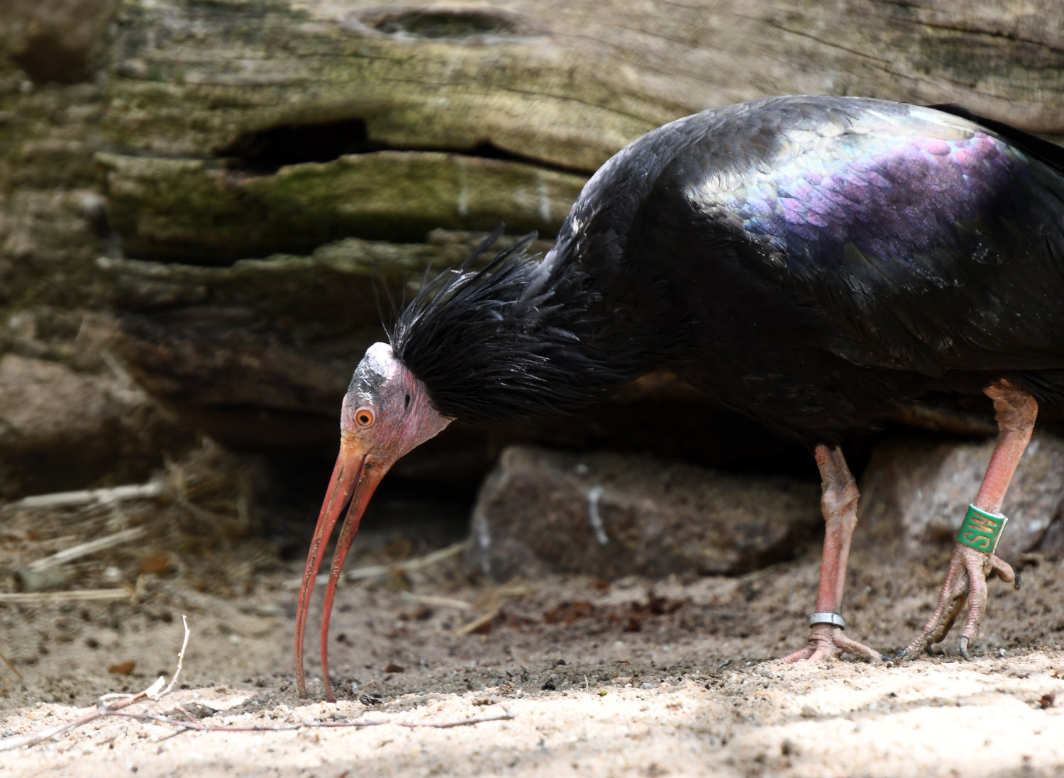 Bergzoo Halle: Waldrapp