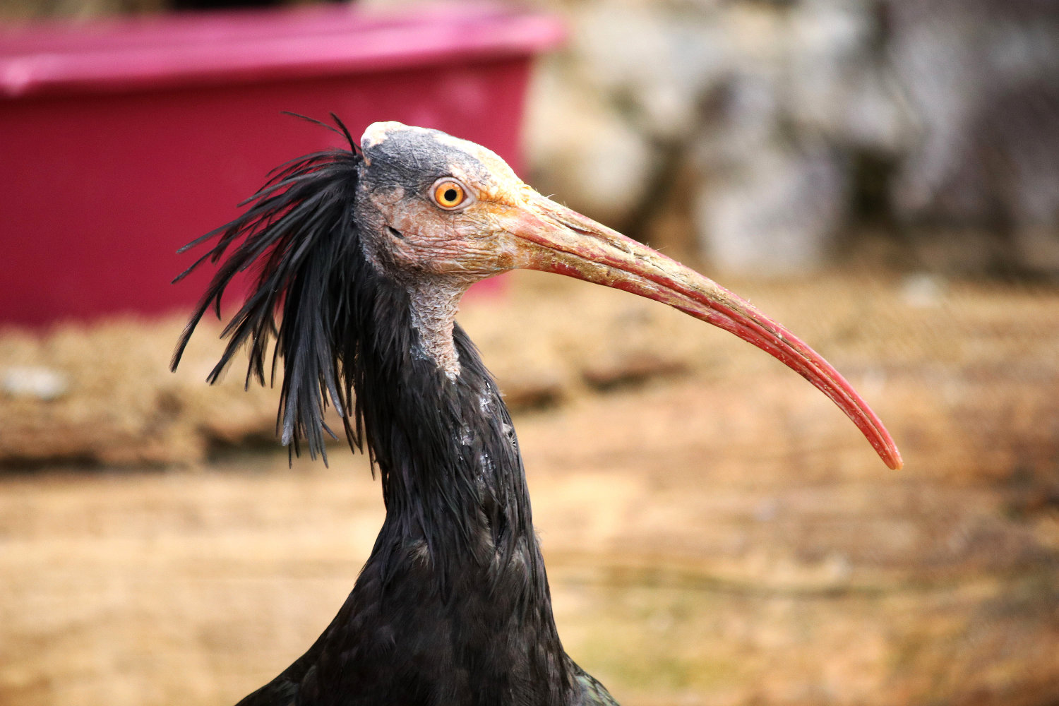 Bergzoo Halle: Waldrapp